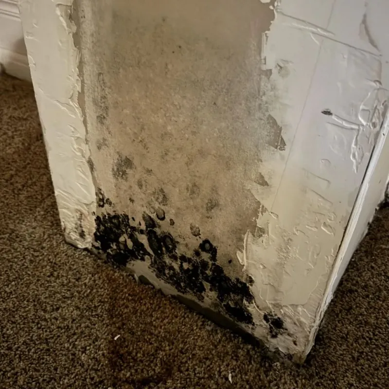 Professional Mold Removal in Luling, TX